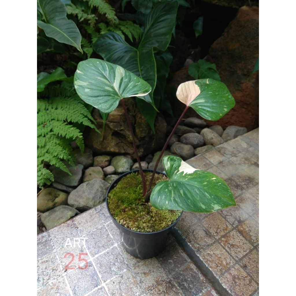 Homalomena Rubescens 'Stardust' Variegata Homa Varigata Sesuai Foto
