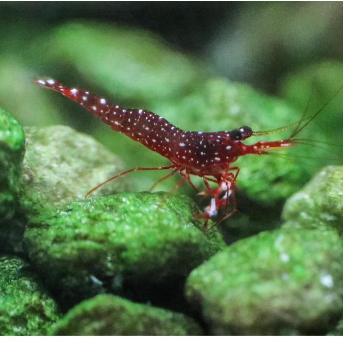 Udang Hias Red Orchid Sulawesi