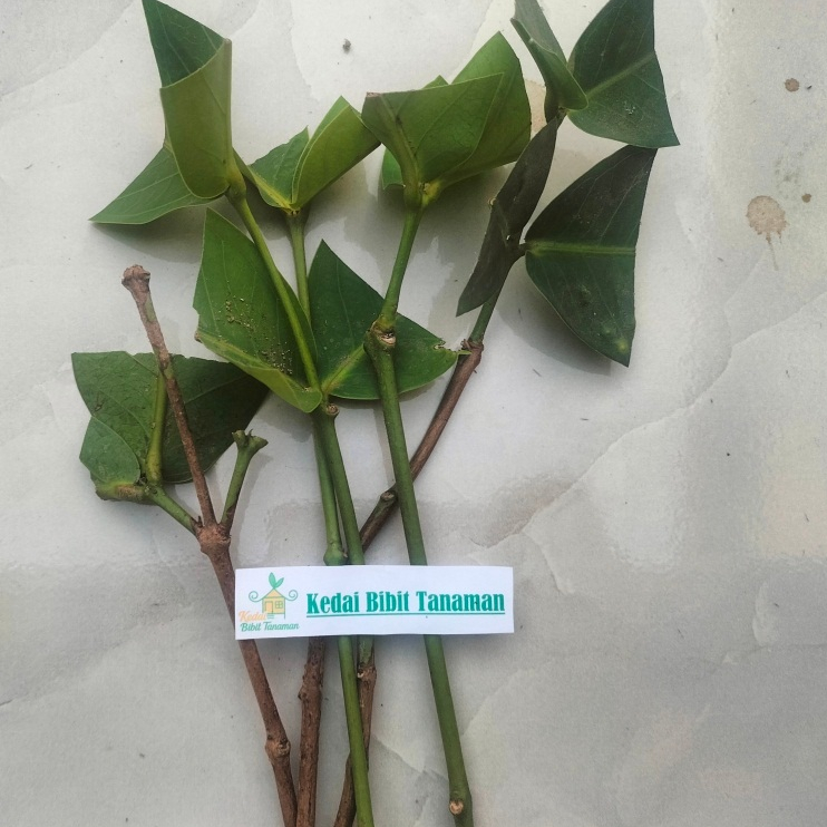 entres jambu air cincalo tebu - pucuk tunas jambu air cincalo tebu