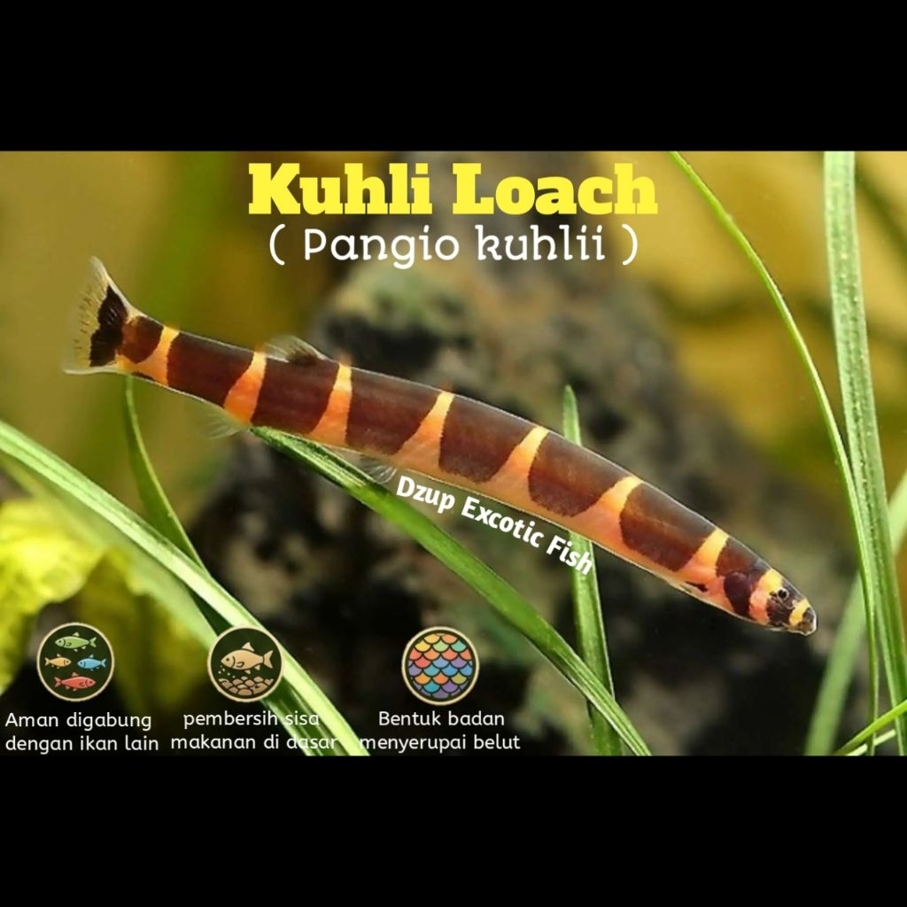 Kuhli Loach