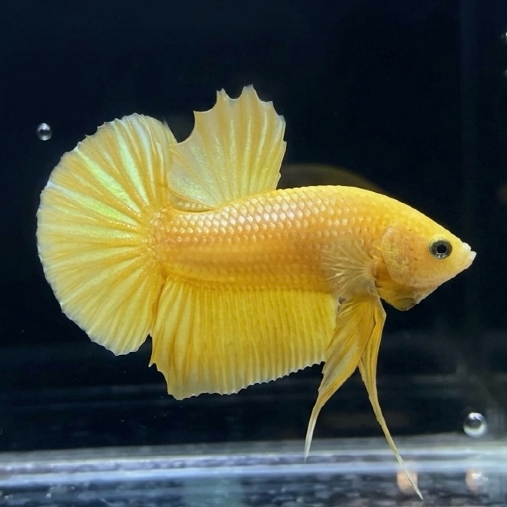 CUPANG / BETTA PK YELLOW BANANA VIP (REAL PIC)