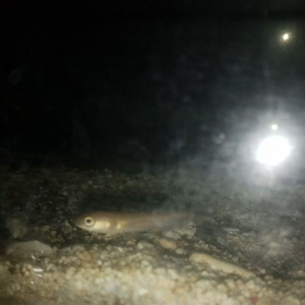Larutan air Ketapang isi 1 ekor 4nakan Cana Maru Ys sz  2 SD 4 cm
