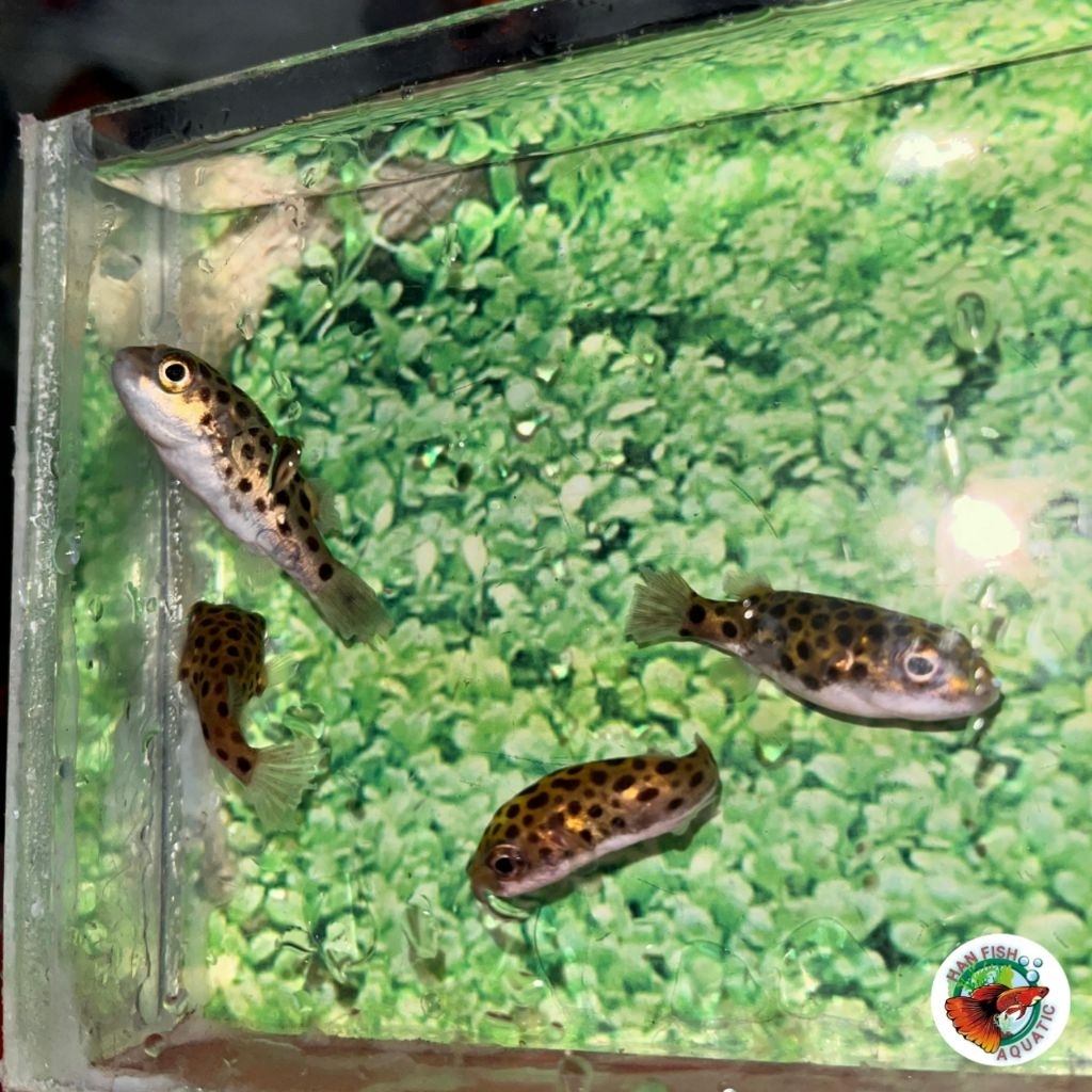 TERLARIS Ikan buntal air tawar untuk hiasan akuarium