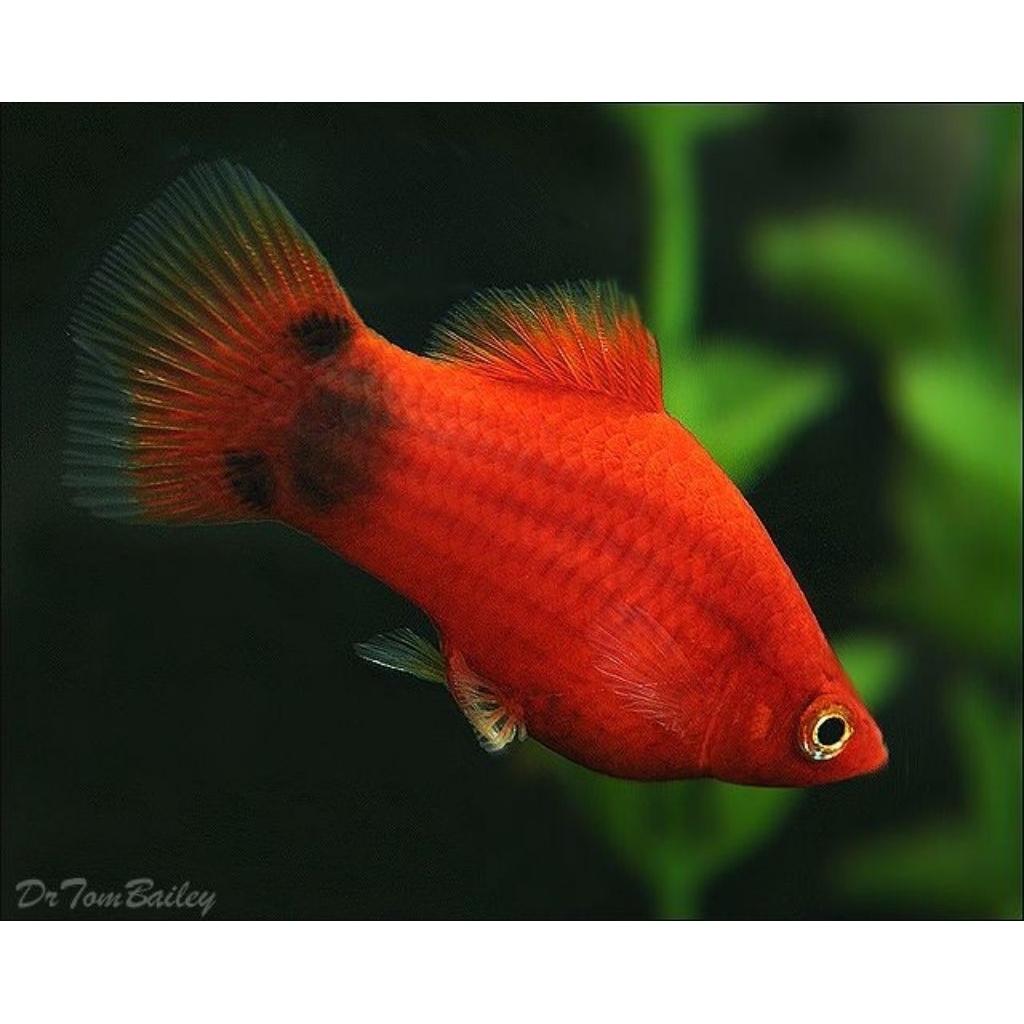 Platy Micky Mouse, Platy Sunset, Platy Tuxedo, Platy Red Coral, Hiasan Akuarium