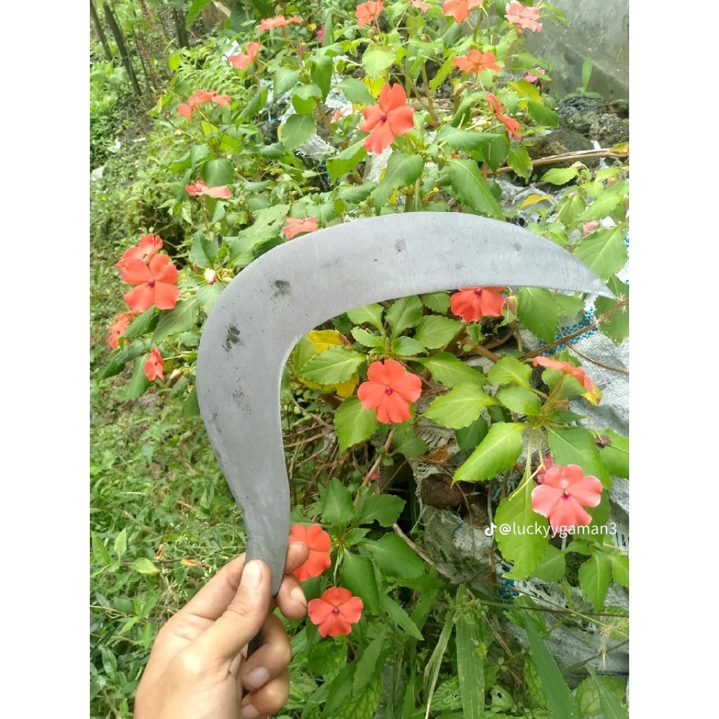Arit rumput baja isen lapis full asah ukuran sedang