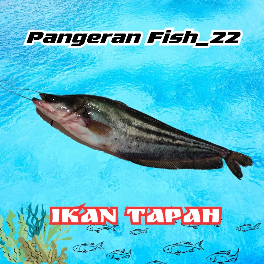 Ikan Tapah Fresh - Palembang