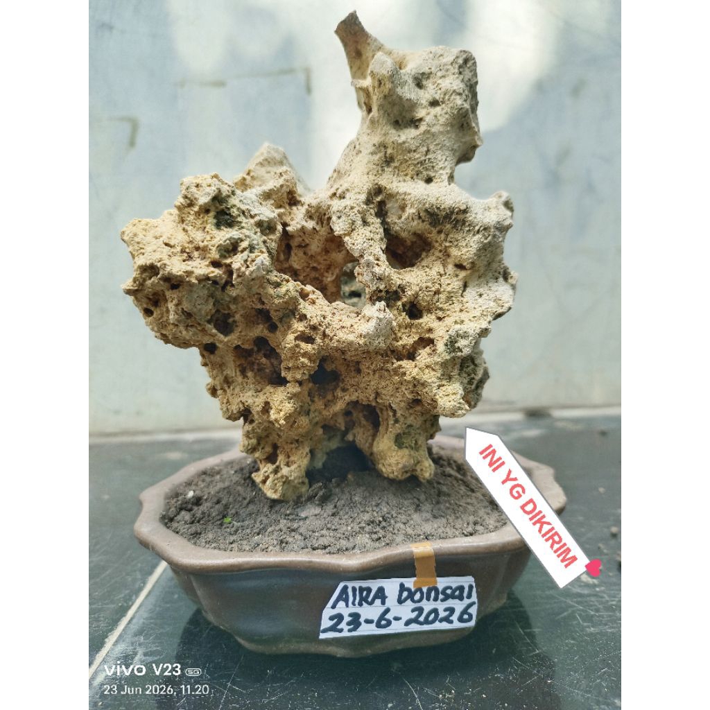 batu untuk bonsai penjing