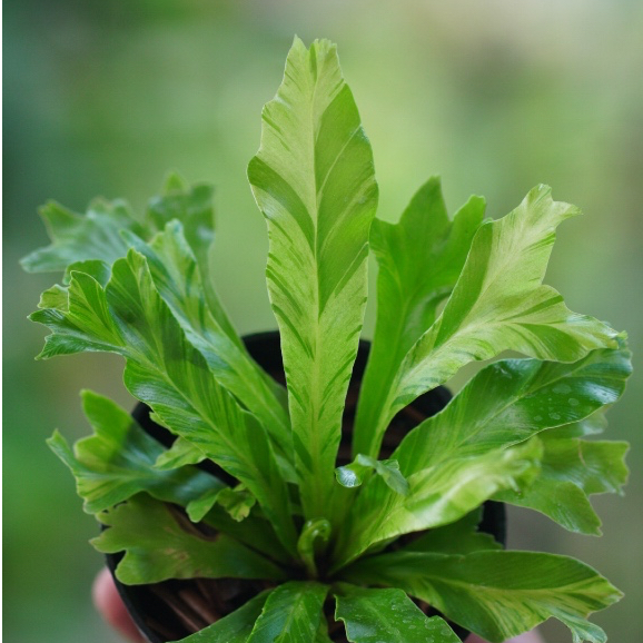 Asplenium cv. 'Yellow Variegata' / Tanaman Pakis Epifit / Fern