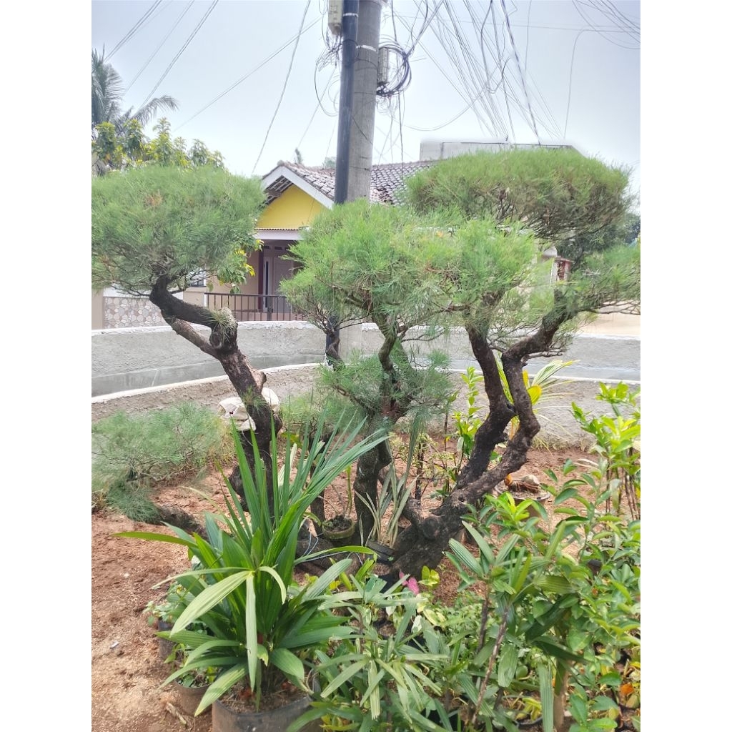 Bonsai Cemara udang besar