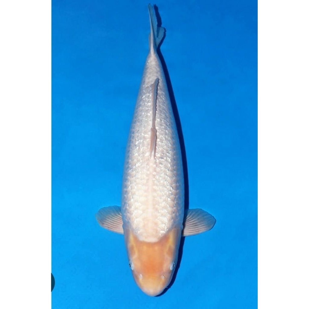 koi shiromuji gindrin 9-12 cm bergarangsi