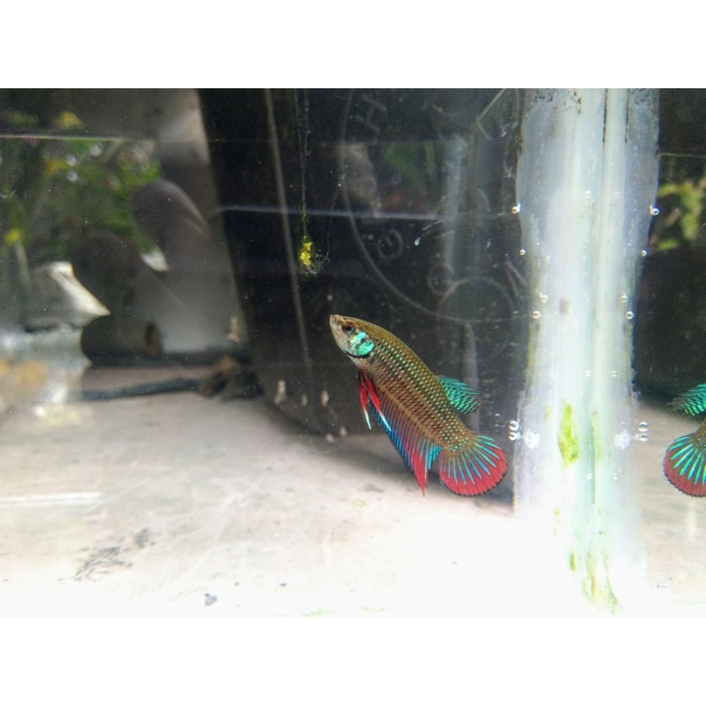 wild betta imbelis paket 5ekr murah || cupang wild betta || cupang sawah || cupang alam|| original t