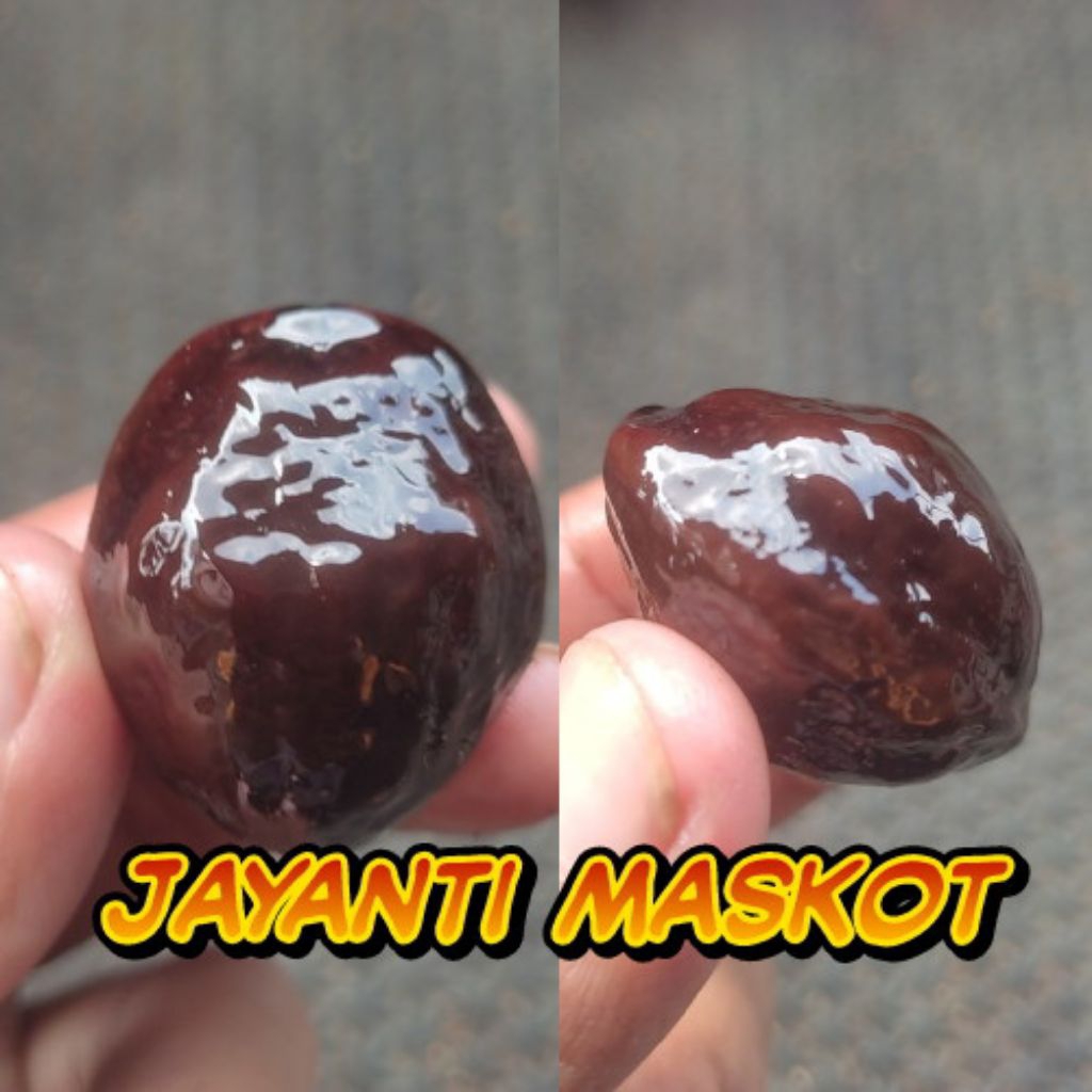 Muncang Adu Kojoan Super siap Adu/matang