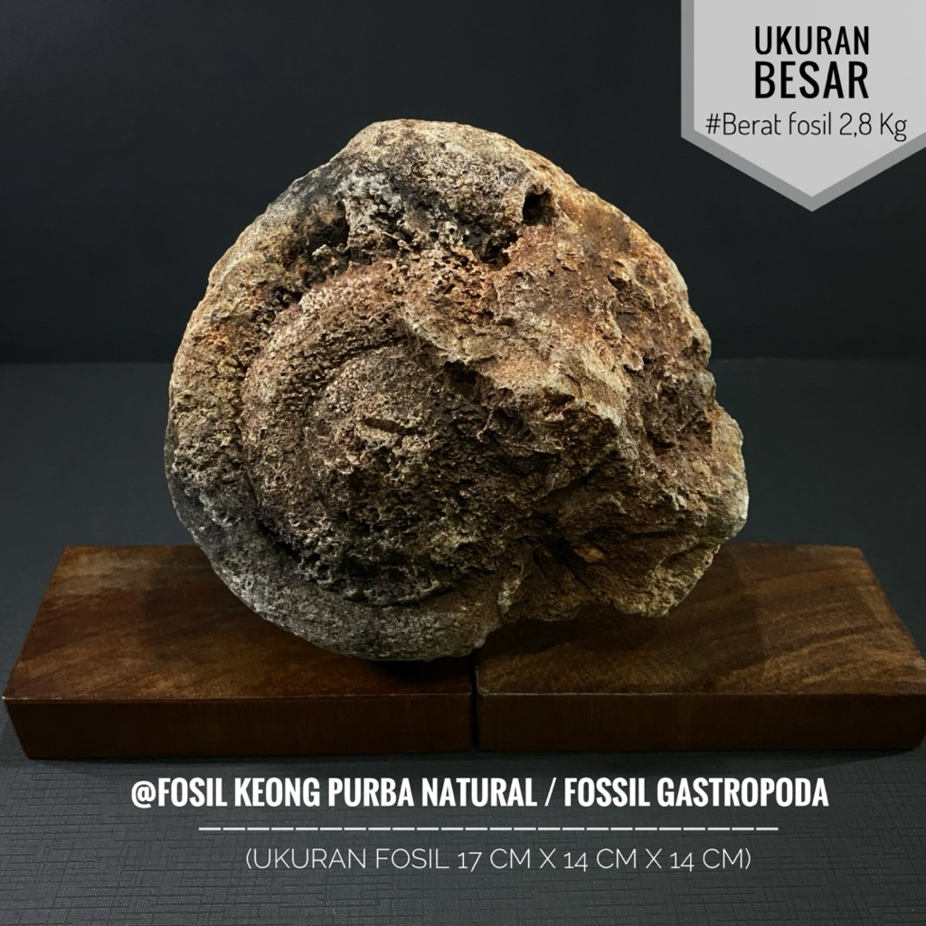 Fosil Keong Purba Natural B96 atau Fossil Gastropoda atau Fosil Kol Buntet Alam atau Fosil Keong Bes