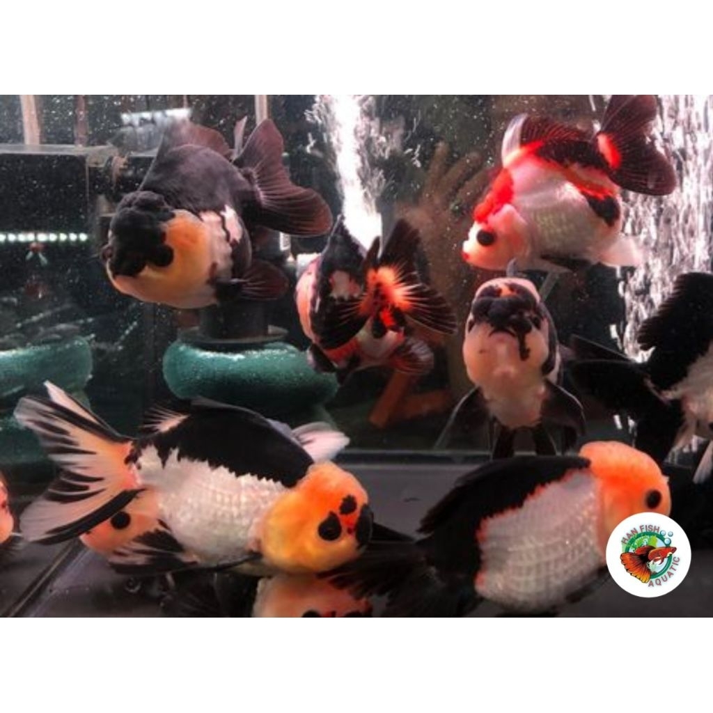 TERLARIS Koki panda tricolor untuk hiasan akuarium