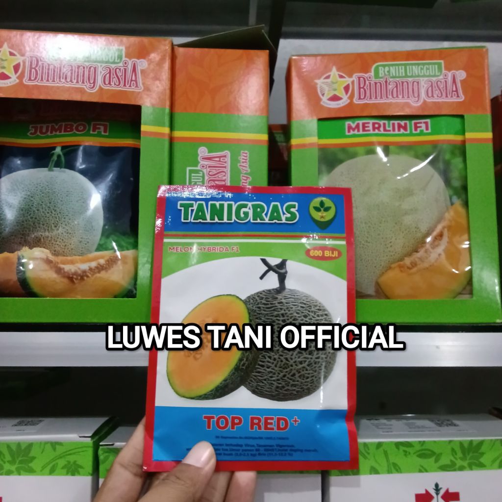 Benih Bibit Melon Top Red Plus F1, Isi 600 - 800 Butir, (Perawatan Mudah) Kadaluarsa. 2027 (Terbaru)