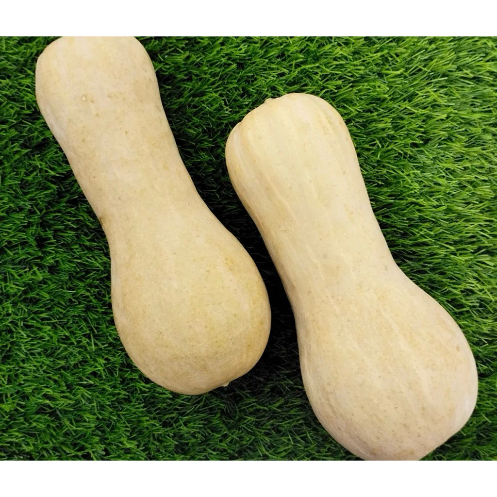 labu butternut pumpkin