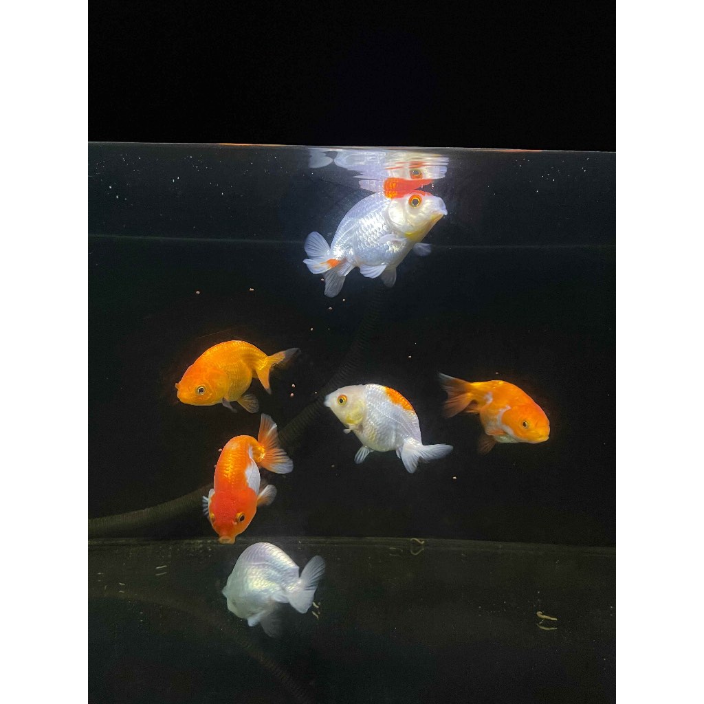 Ikan Koki Ranchu