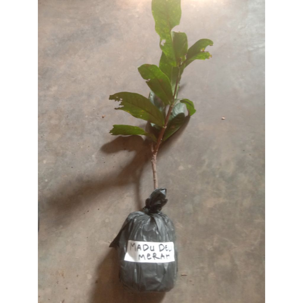 bibit jambu air madu 3 jenis siap tanam