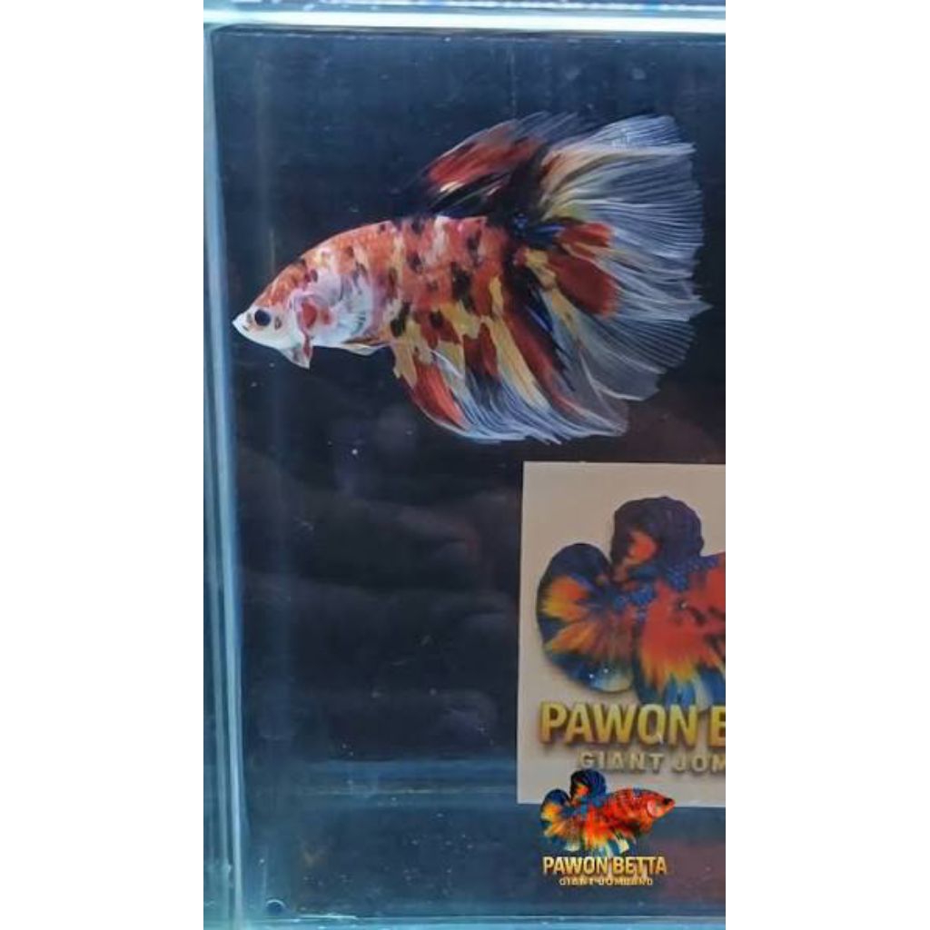 ikan cupang plakat giant