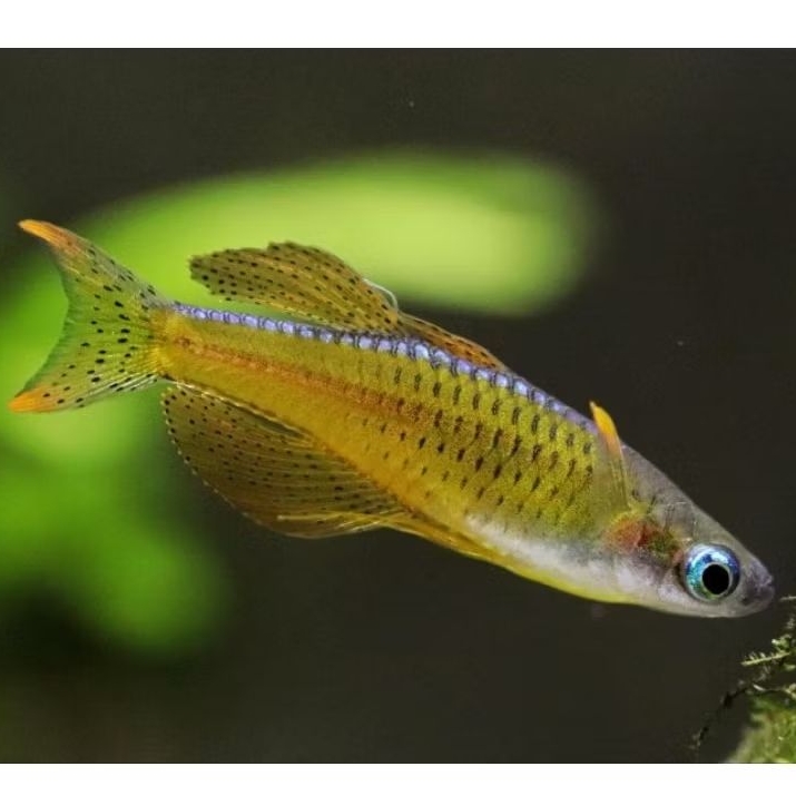Ornamental Pseudomugil Paskai  (Male only)