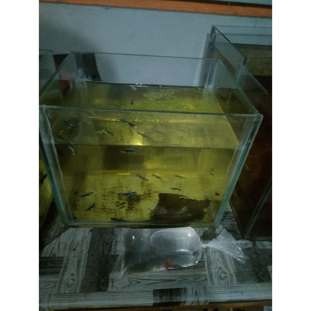 hiasan aqurium