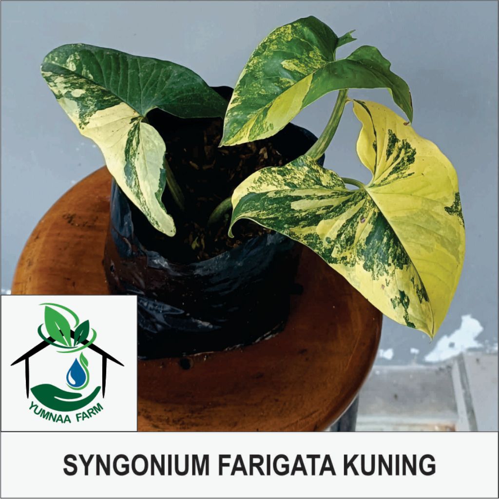 Syngonium Varigata Kuning