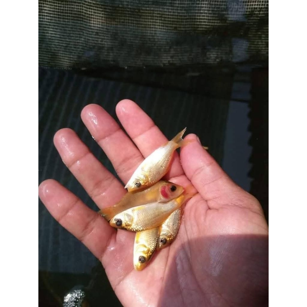 bibit ikan tombro ayak 89 khusus malang kota dan malang kabupaten