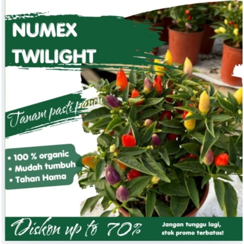 Benih Cabe Hias Numex Twilight F1 Hibrida