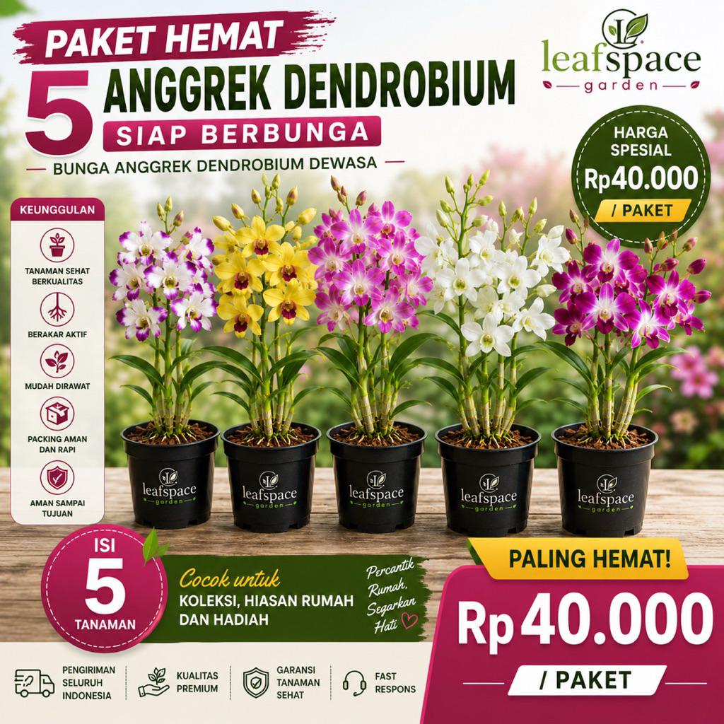PROMO PAKET 5 ANGGREK DENDROBIUM SIAP BERBUNGA / BUNGA ANGGREK DENDROBIUM DEWASA