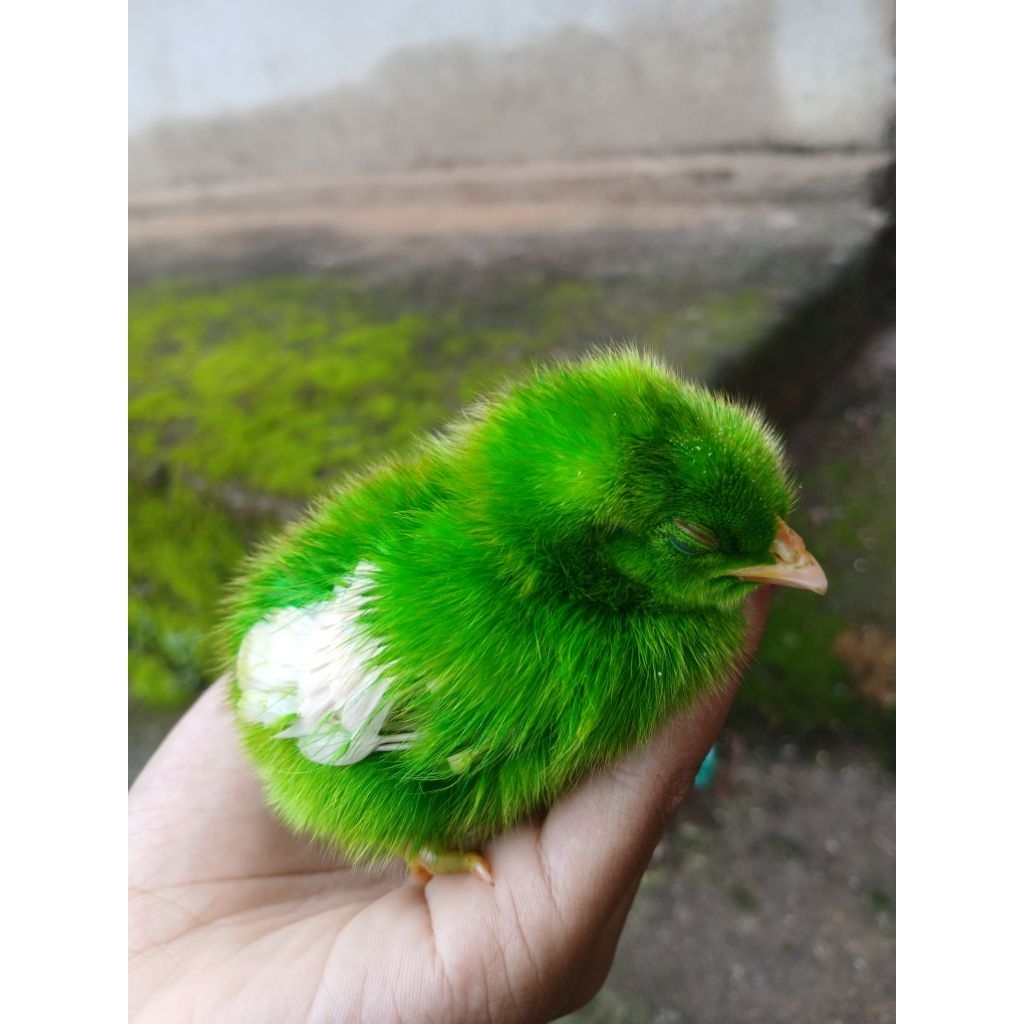 ayam warna warni / bibit ayam kampung