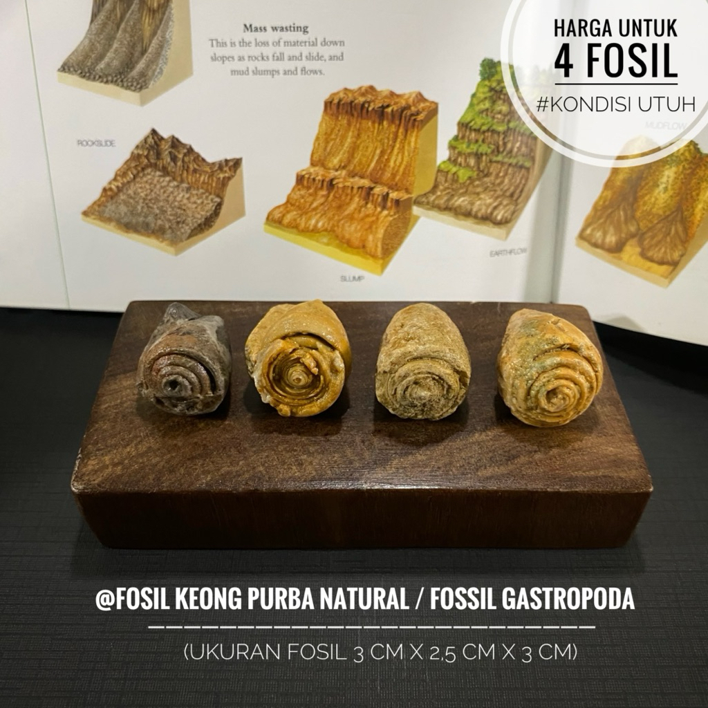 Fosil Keong Purba Natural B60 atau Fosil Keong Semi Crystal atau Fosil Kerang atau Fossil Snail atau