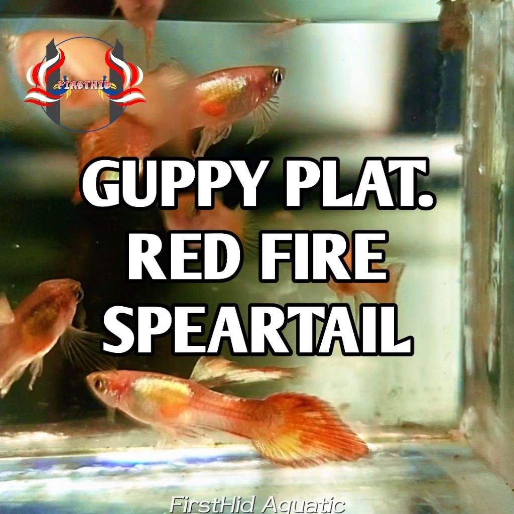 (1P) GUPPY Blonde Platinum Red Fire Speartail versi Gold penghias ruangan aksesoris akuarium terbaru