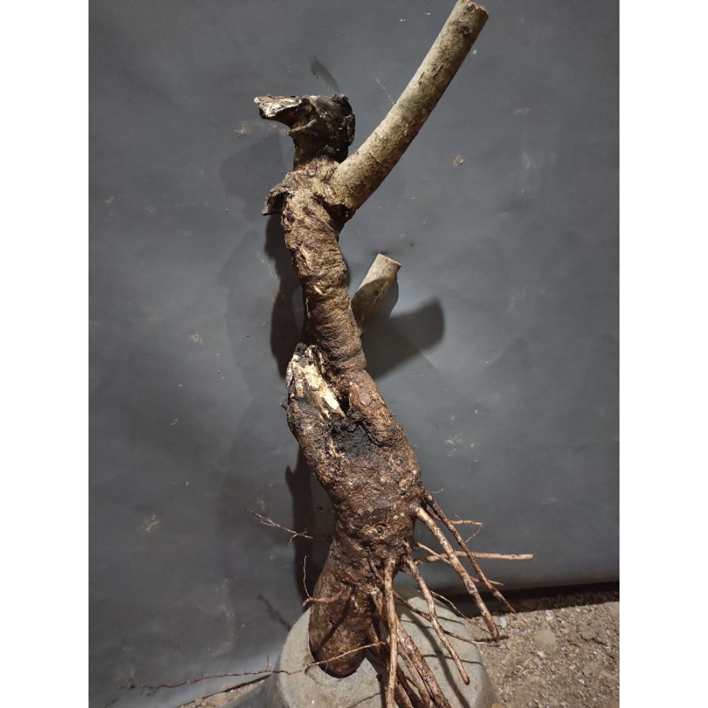 bahan bonsai buah juwet Jamblang hitam realpic sesuai gambar