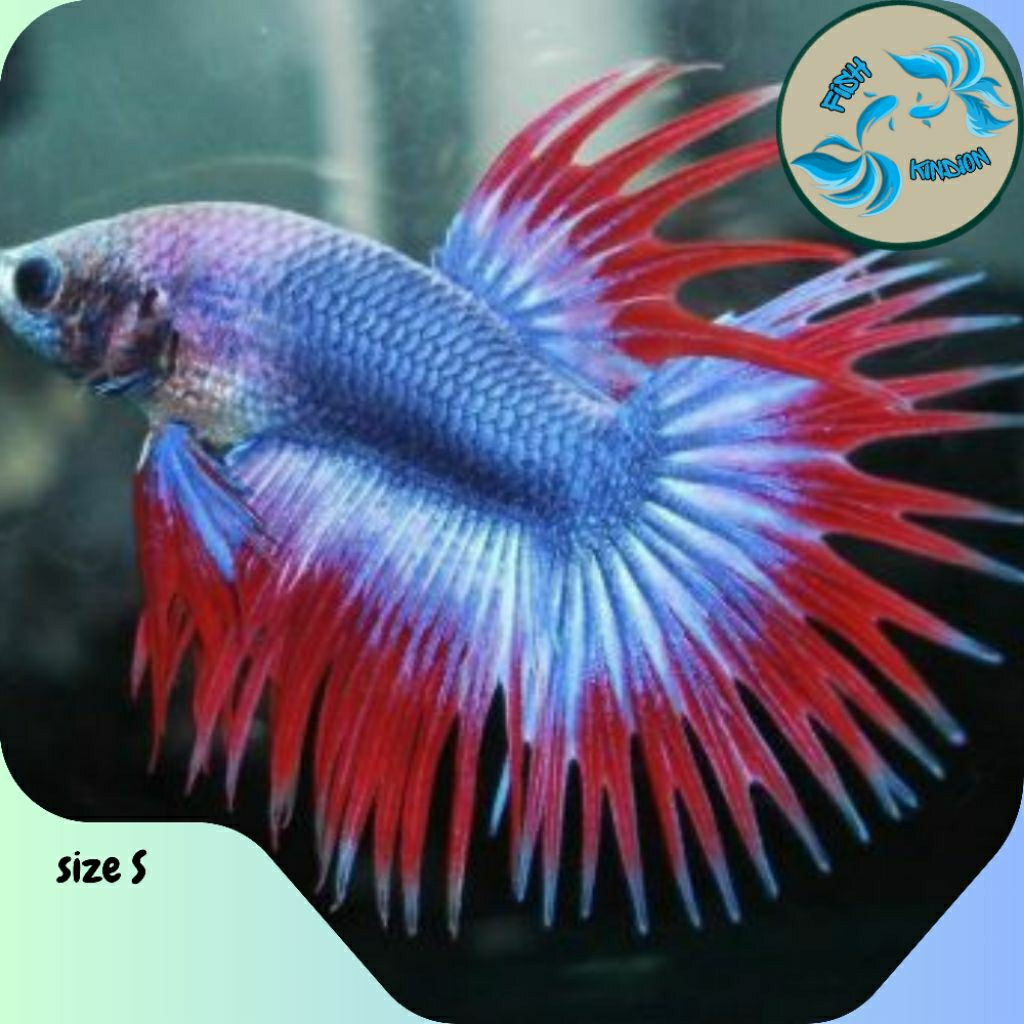Ikan cupang crowntail jantan