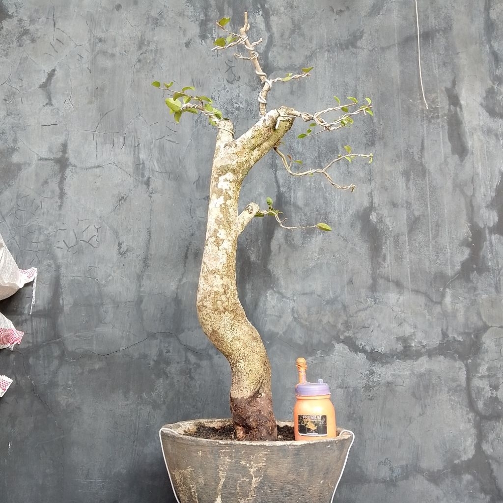 Bahan bonsai rukem saratan sesuai foto