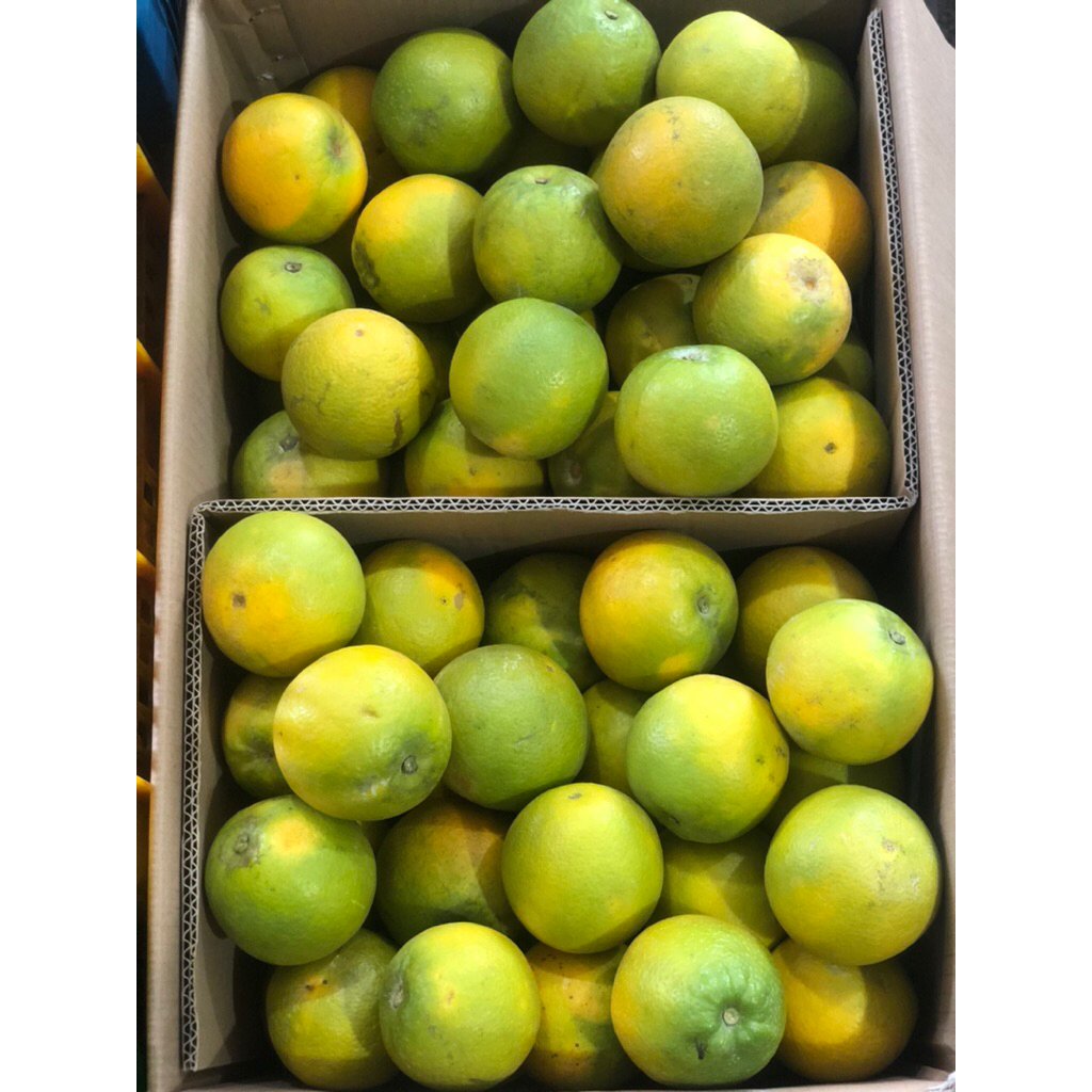 Jeruk Peras Pacitan Baby Java 1 kg