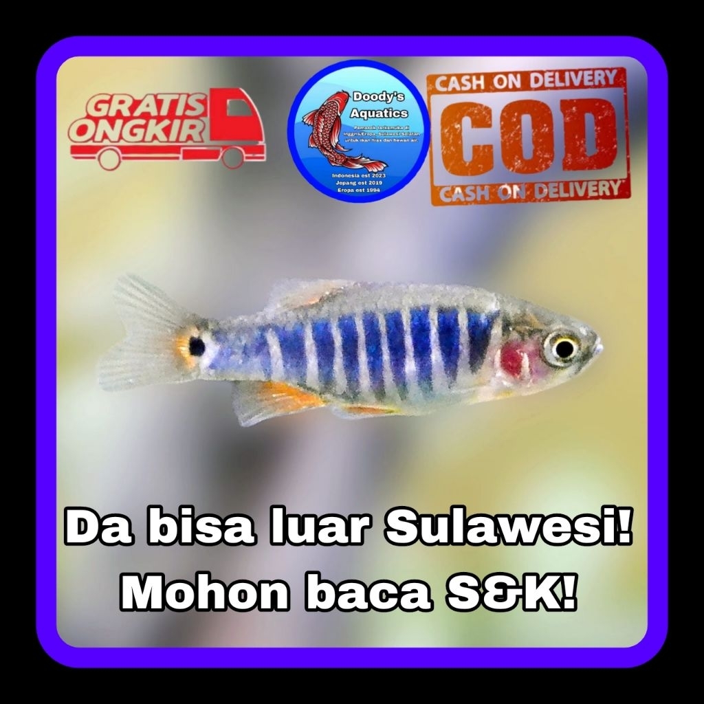 Dwarf Emerald Rasbora UK S++ (Cyprinidae) (ikan Nano)