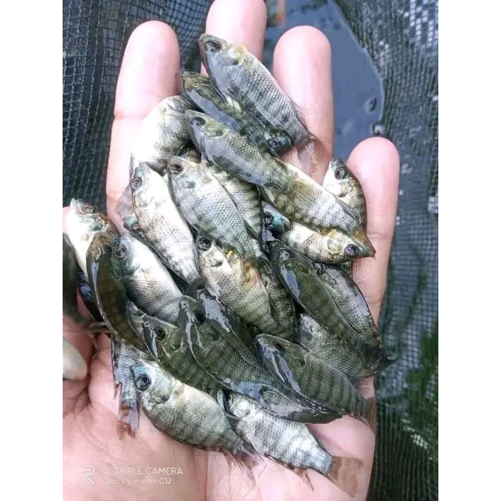 bibit ikan mujair nila literan ikan nila merah dan hitam literan