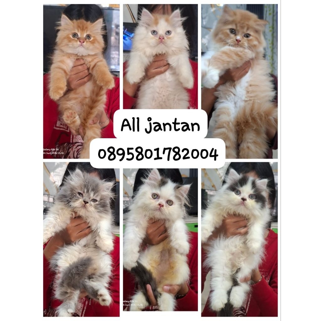 Anak kucing persia jantan/kitten persia flatnose jantan