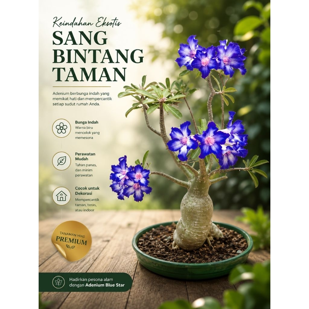Bibit Kamboja jepang bibit adenium biru adenium blue majesty