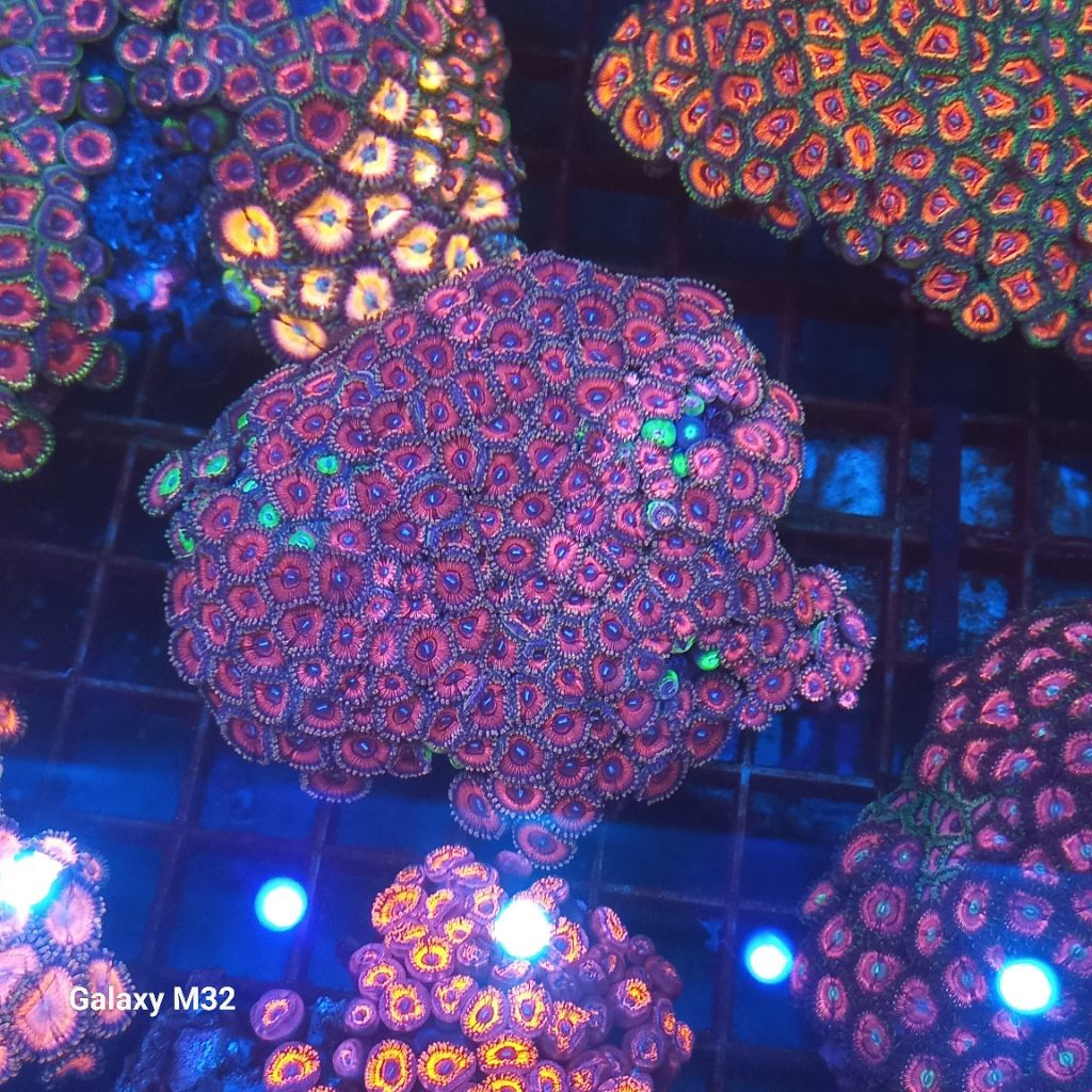 zoa koloni WYSIWYG 24