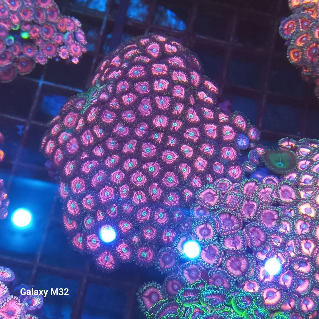 zoa koloni WYSIWYG 25