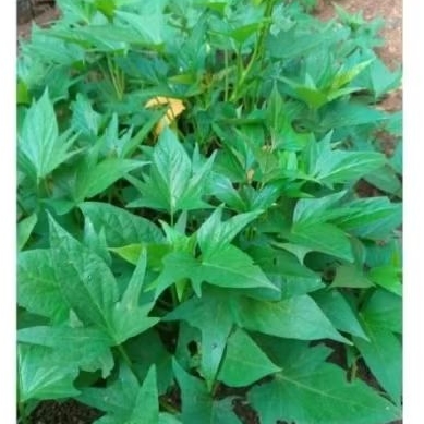 bibit tanaman ubi jalar daun nya untuk d sayur