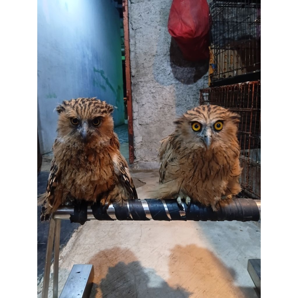 buffy fish owl