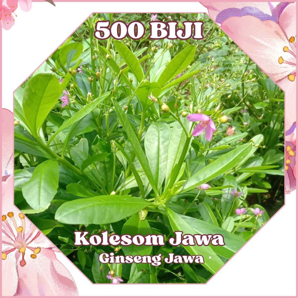 500 Benih Ginseng Jawa Kolesom Jawa