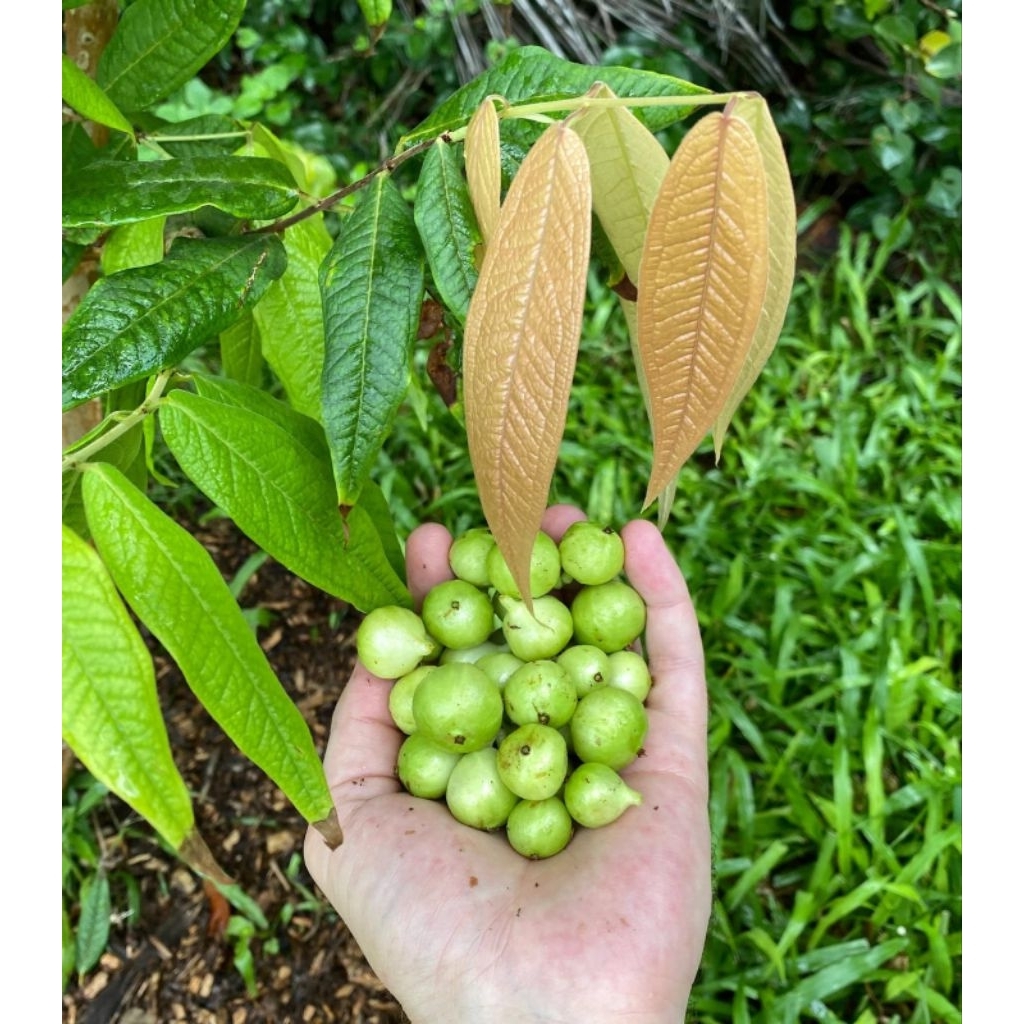 BIBIT ANGGUR POHON PUTIH/WHITE JABOTICABA RIMBUN