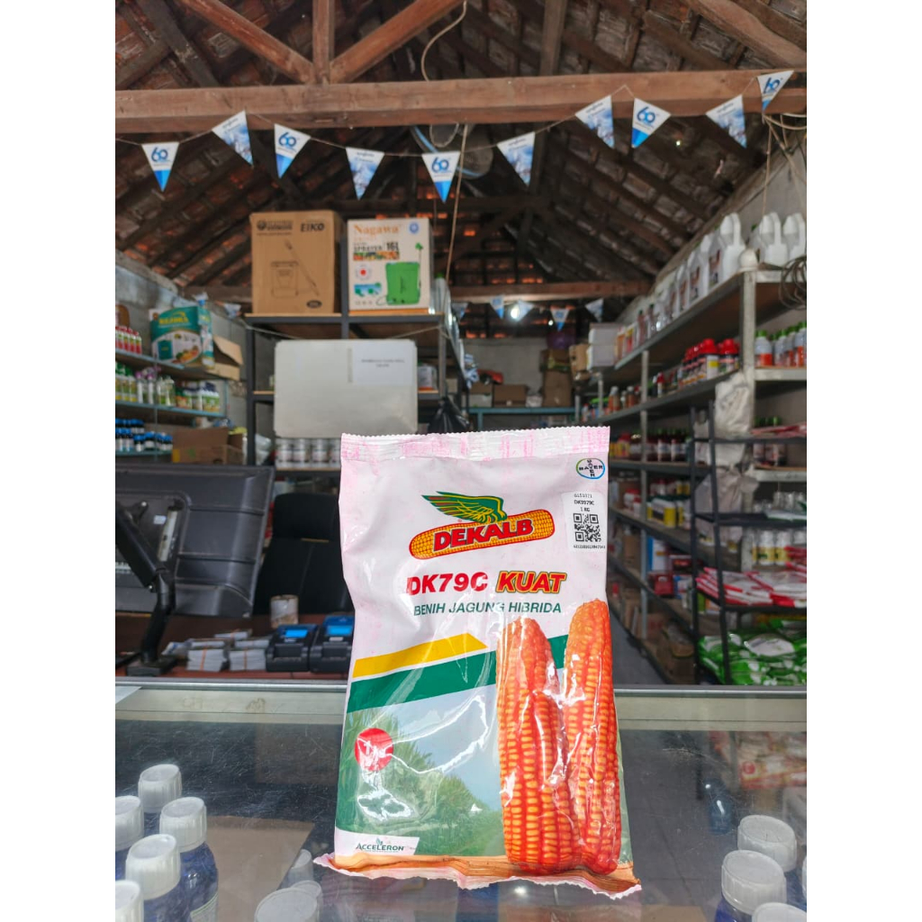 Benih Jagung Hibrida DK79C Kuat