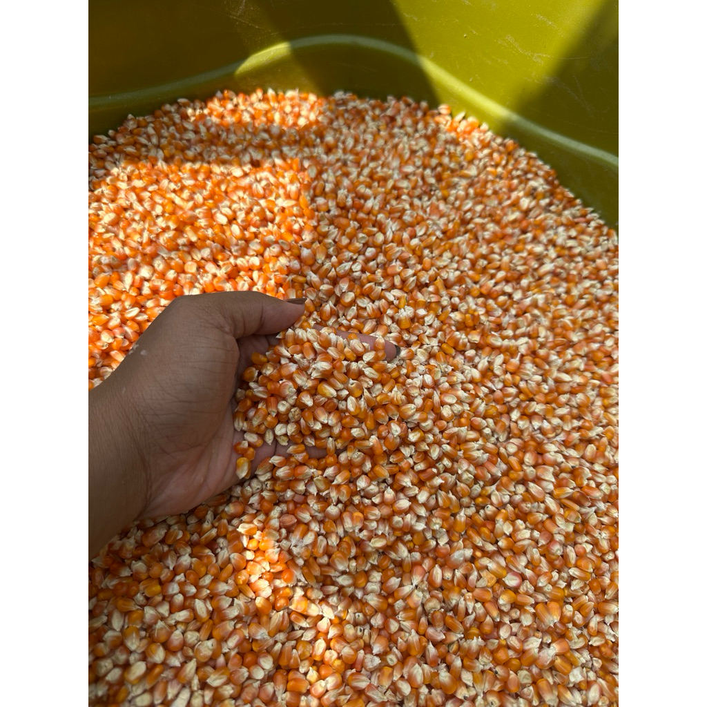 jagung kecil kering bersih 25kg