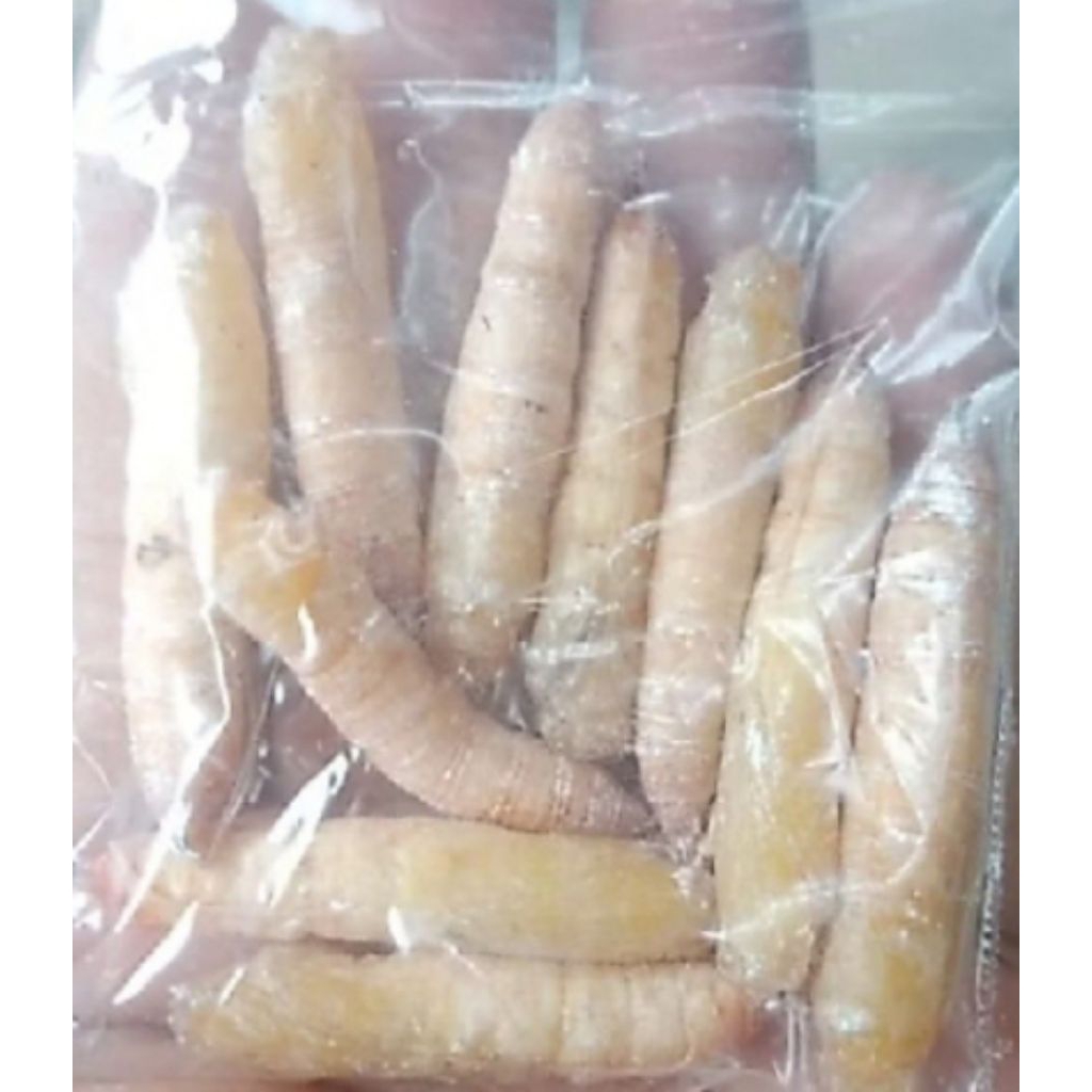 kepompong pisang / ulat pisang umpan mancing ikan bawal josjis
