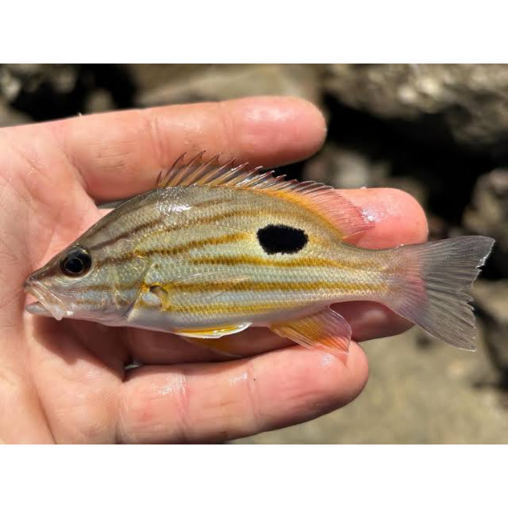 Spotted Rose Snapper / Kakap Tompel 8-10cm AIR TAWAR || GARANSI HIDUP